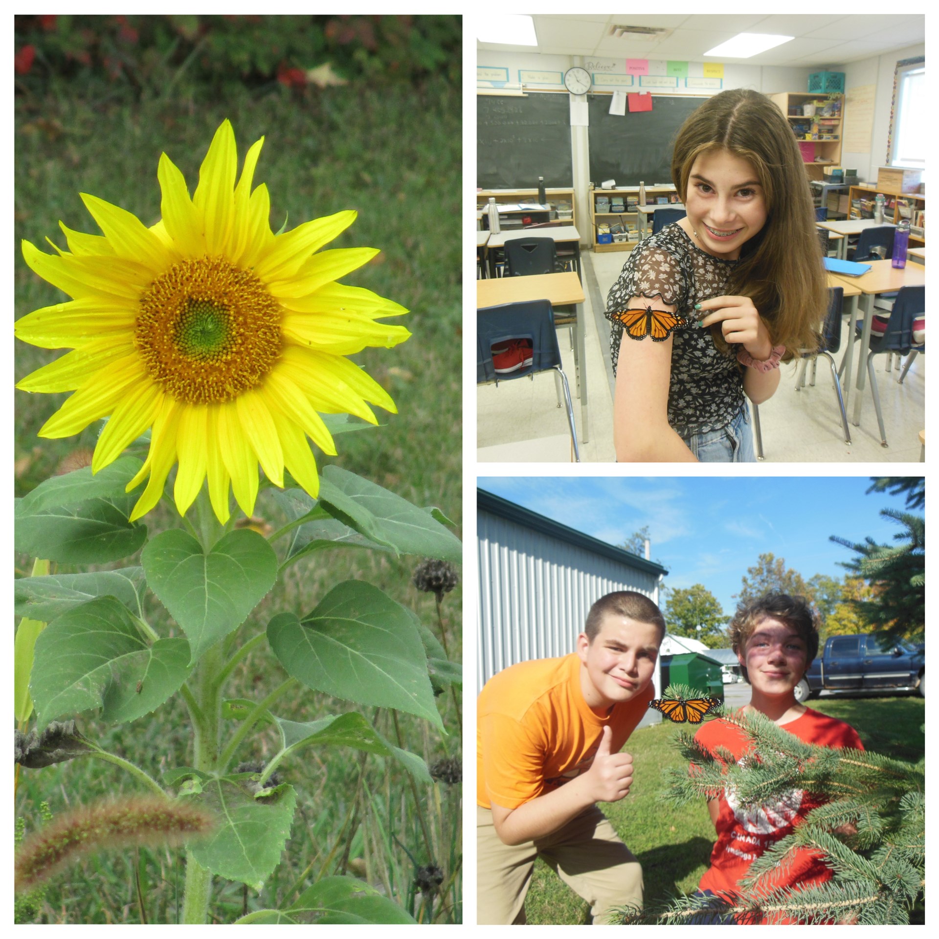 Collage of students with monarch butterflies and sunflower.